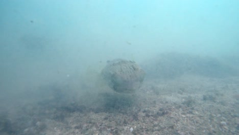 long-spine porcupinefish swimming on sea bottom. underwater