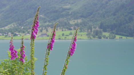 common foxglove plants blooming at the shore of lake oldevatnet in olden, norway