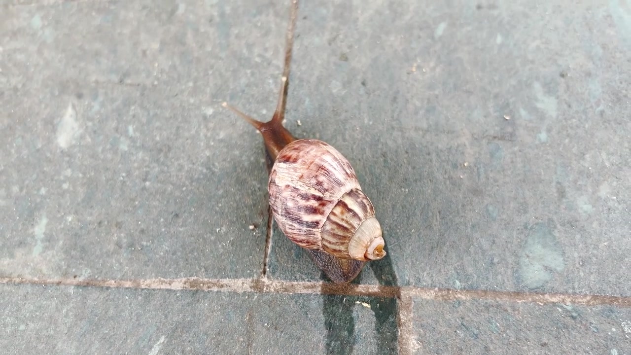 A Snail Slowly Crawling Across a Stone Tiled Surface