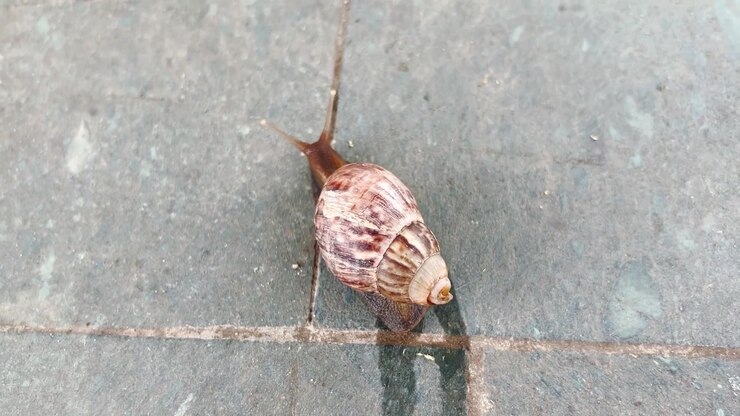 A Snail Slowly Crawling Across a Stone Tiled Surface