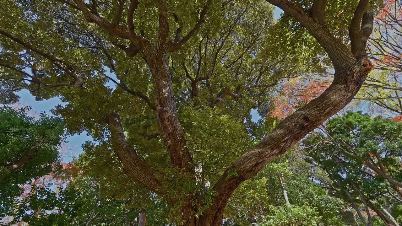 A low-angle view looking up into the dense, sprawling branches of a large deciduous tree with green leaves against a clear sky