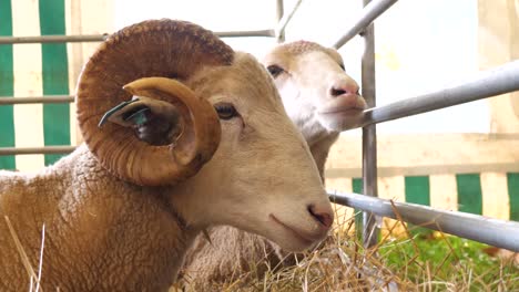 Dickhornschaf-Widder-Männlicher-Erwachsener-Mit-Schafen-Beiseite