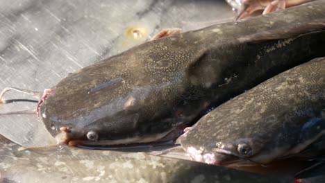 pez gato vivo respirando en el mostrador de metal en la calle del mercado de pescado asiático de tailandia para la venta