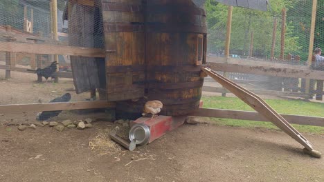 Hermoso-E-Inusual-Pollo-Sin-Arrugas-Araucana-Con-Mechones