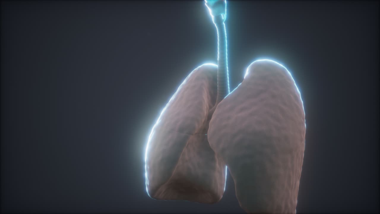animación en 3d de los pulmones humanos