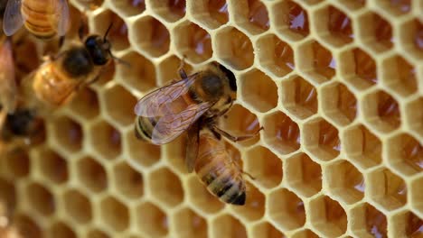 Abejas-Alimentándose-De-Miel-En-Panal