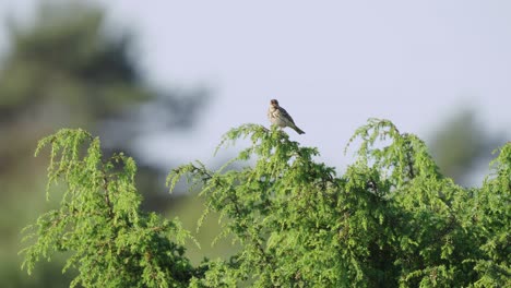 Telephoto-view-of-small-Woodlark-bird-sitting-on-top-of-tree-leaves,-day