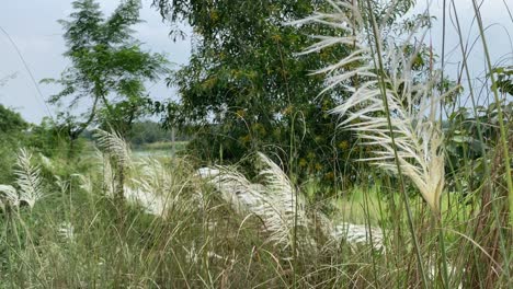 In-Einem-üppigen-Feld-Am-Rand-Von-Kalkutta-Blüht-Eine-Kash--Oder-Kans-grasblume-Unter-Direkter-Sonneneinstrahlung