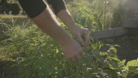 imágenes amplias de plantas de albahaca que se cosechan a la luz del sol de la hora dorada