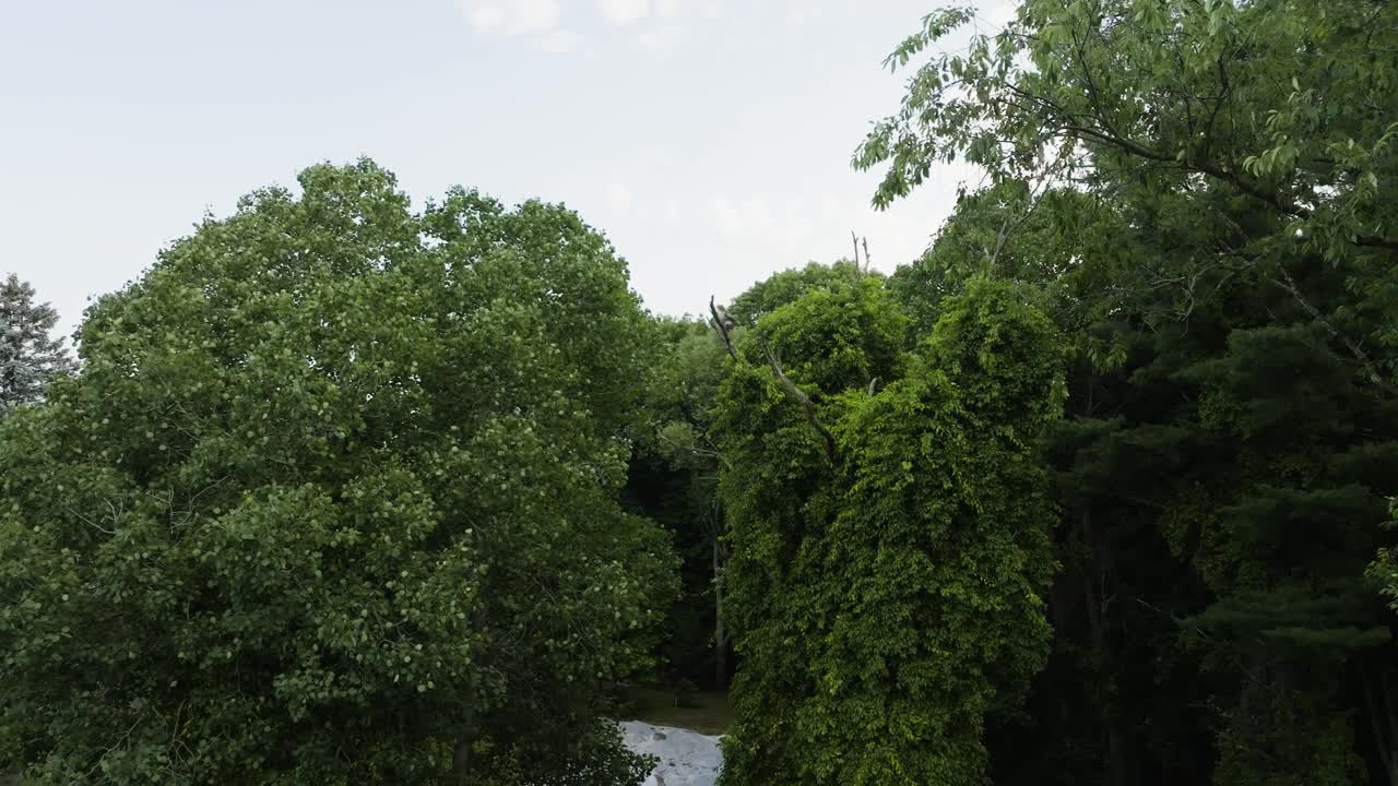 árboles con una ligera brisa empujando a través en verano