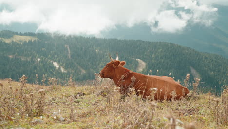 cow on a mountain pasture