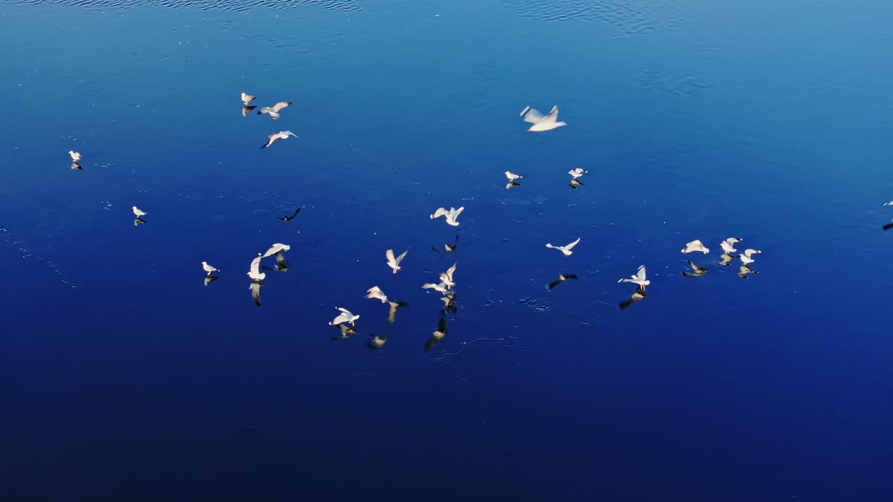 Seagulls fly, rest on thin ice sheet covered by water, surreal floating illusion