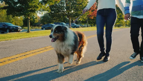 australian shepherd dog on a lead