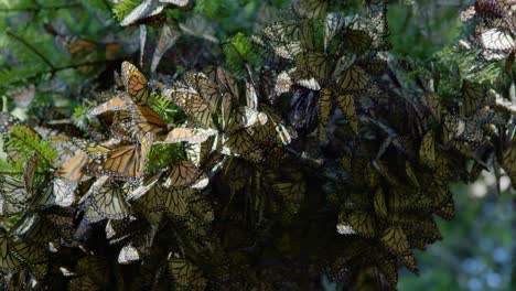 sea testigo del impresionante espectáculo de las mariposas monarca agrupadas en un árbol durante su migración.