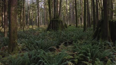 flying low over ferns push towards a super stump in a second-growth forest in british columbia