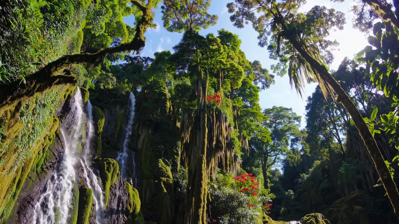 A breathtaking video captures a lush forest waterfall from a low-angle, showcasing vibrant greenery