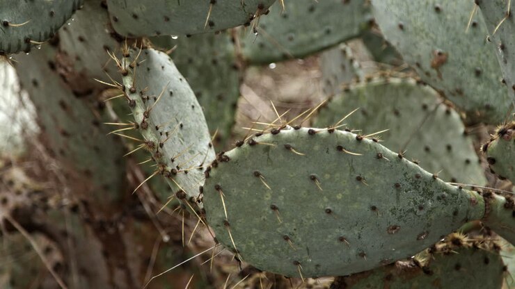 Movimento ravvicinato di un cactus del Texas dopo la pioggia.