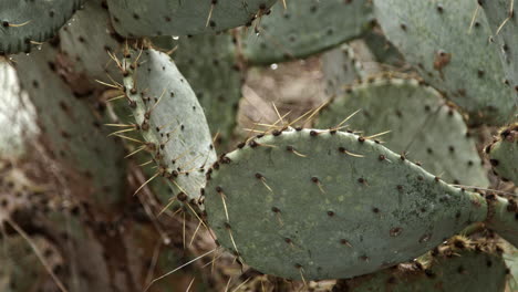 Close-up-movement-of-Texas-cactus-after-a-rain