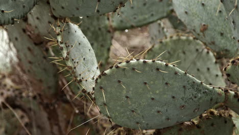 close up movement of texas cactus after a rain