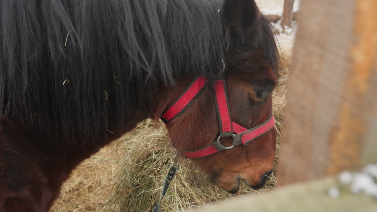 escena de alimentación equina, primer plano de caballo con cabestro en un corral, escena invernal con caballo masticando heno junto a un abrevadero de madera, entorno invernal sereno con un caballo comiendo heno en un comedero de madera