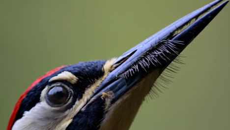 close-up of a northern flicker woodpecker's head