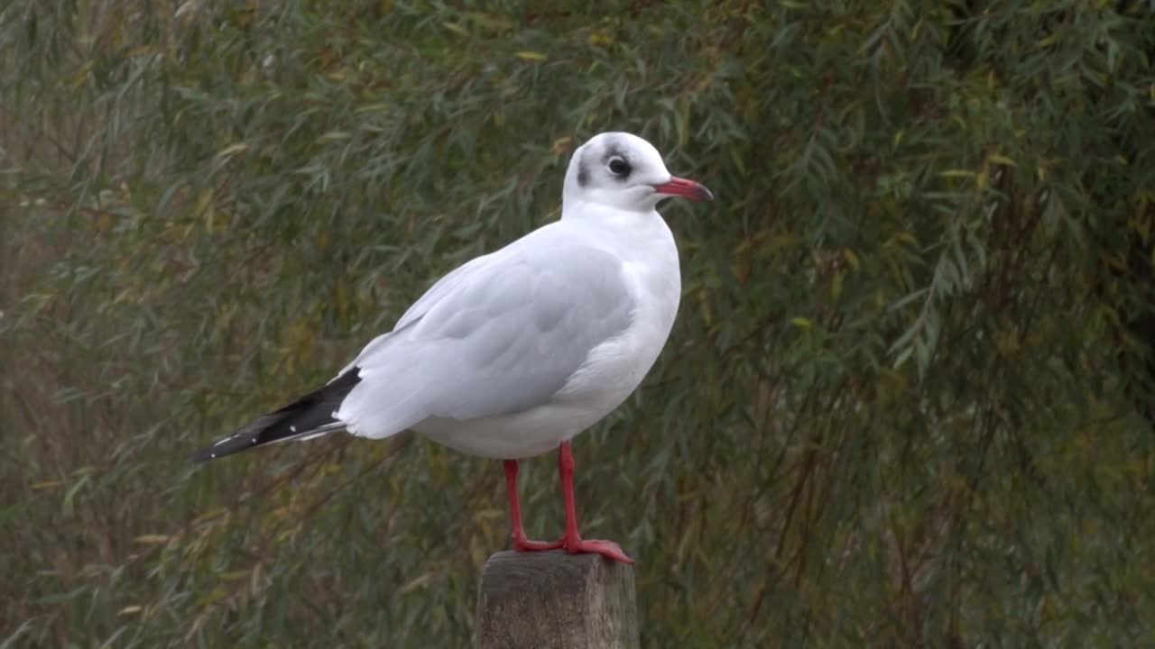 A Black-Headed Gull, Chroicocephalus ridibundus, in winter plummage. Autumn. UK