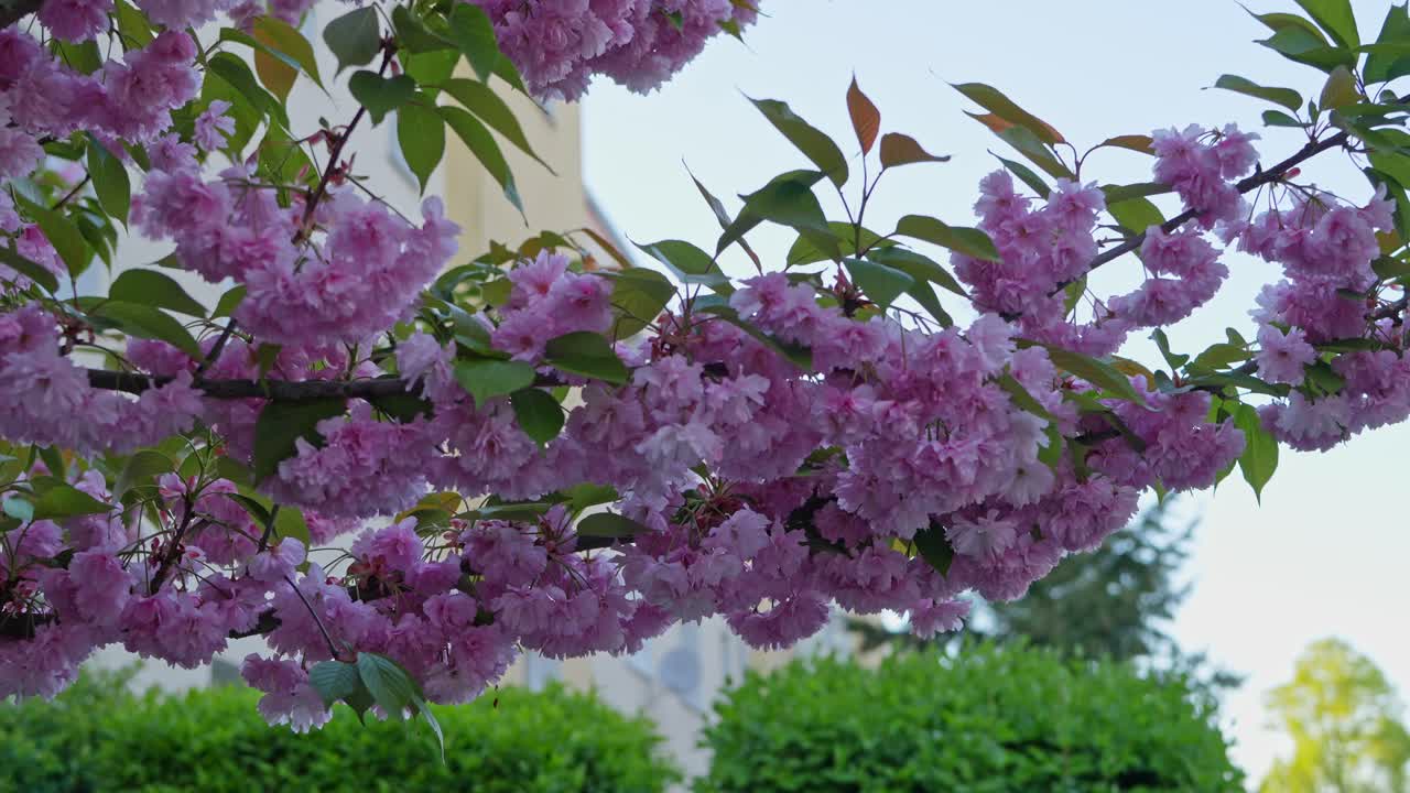 Pink cherry blossoms and green leaves sway and twist gently in the breeze. The soft movement and natural light capture a tranquil moment of early spring.