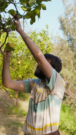 young man picks grapefruits from the tall tree in the countryside