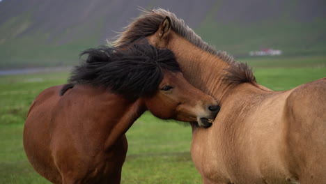 icelandic horse in scenic nature of iceland.