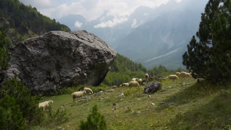 Sheep-grazing-on-Alpine-meadow-surrounded-by-high-rocky-mountains-and-forest-trees