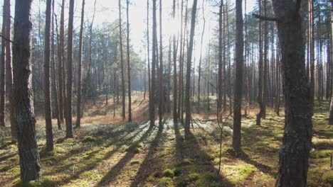 coniferous tree trunks in a mossy forest on a sunny day