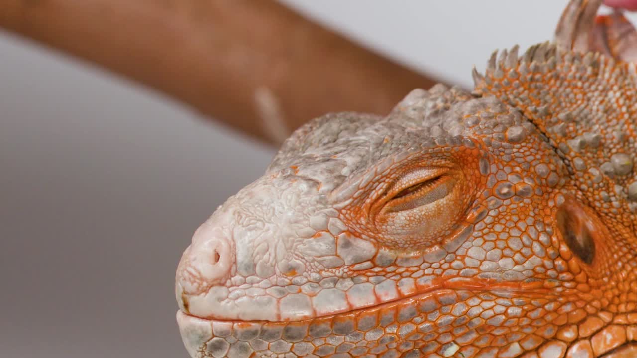 Primo piano ravvicinato di un'iguana arancione brillante che riposa pacificamente con gli occhi chiusi su un pezzo di legno