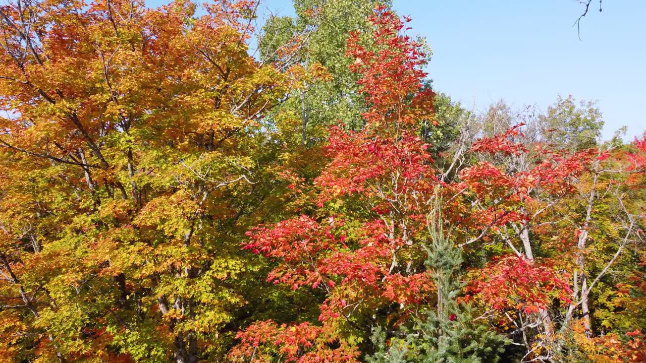 나무 들 이 아름다운 가을 색 을 보여 주는 낮은 비행 전망