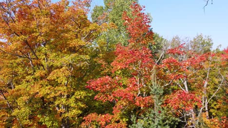 low flying view of trees showing their beautiful fall colors