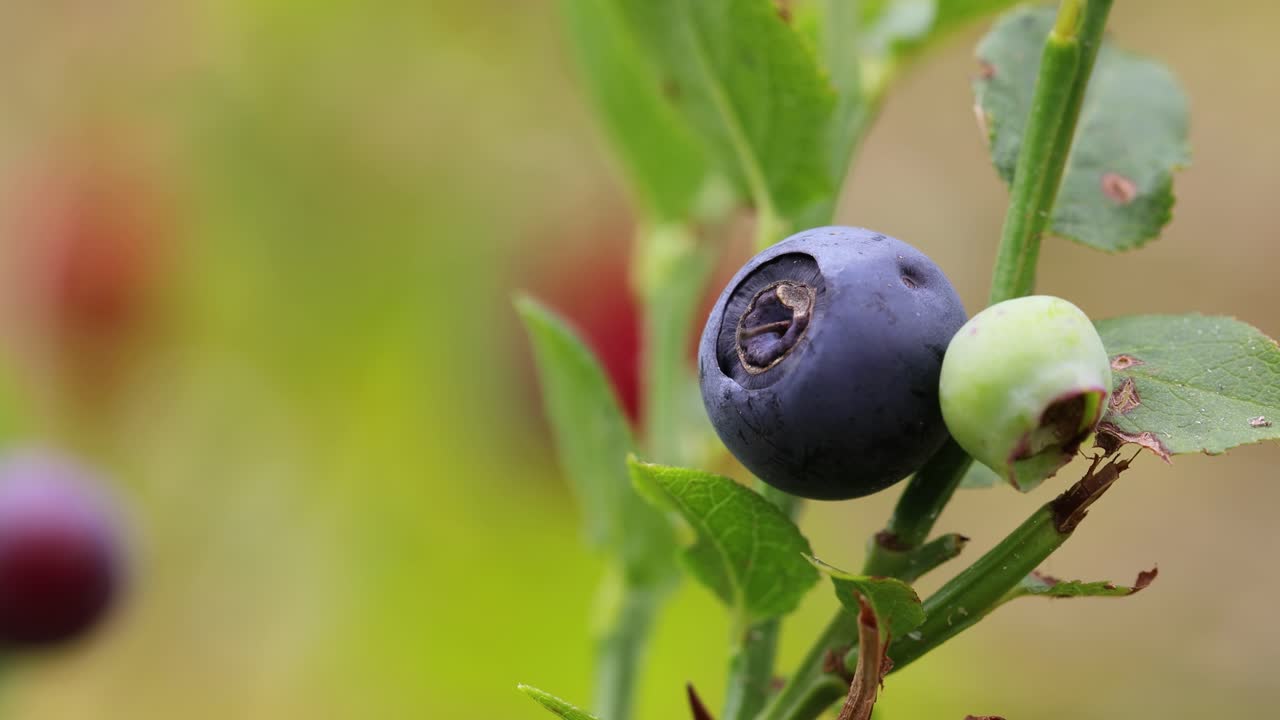 antioxidantes de arándanos en un fondo de la naturaleza noruega.
