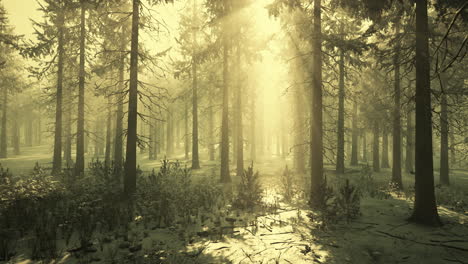 pine forest illuminated by the morning sun on a foggy early spring day