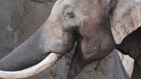 asian elephant eating hay and grass in zoo enclosure