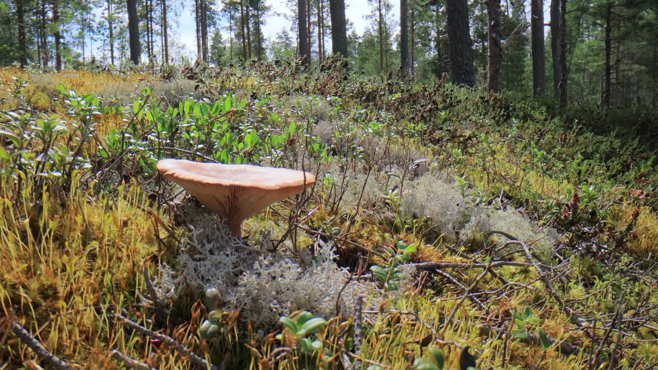 арктический тундра лишайник мох крупный план. кладония рангиферина, также известная как лишайник северного оленя.