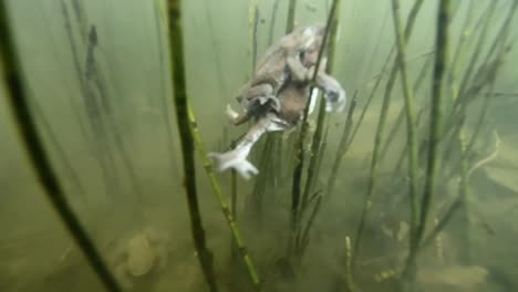 Two-toads-swim-through-green,-murky-pond,-mounted,-mating,-laying-eggs