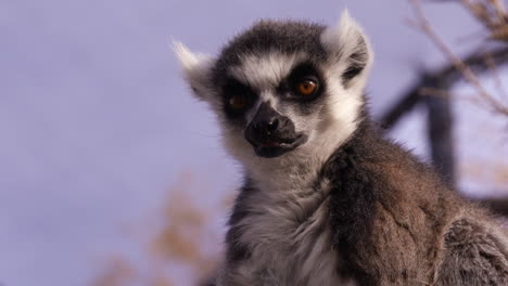 lemur in enclouser looking around - medium shot on face