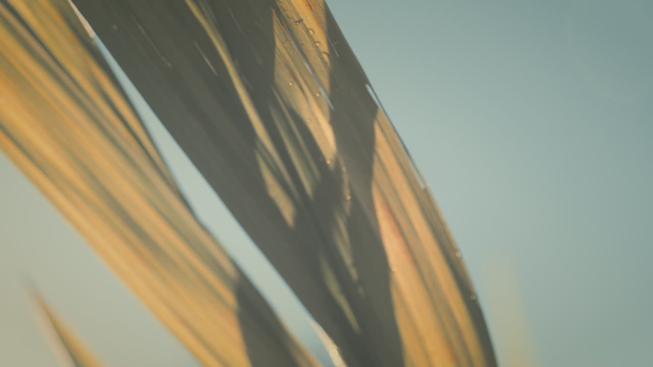 푸른 하늘을 배경으로 아침 햇살에 나뭇잎의 흐릿한 매크로 샷, 느린 동작