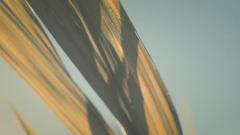 blurry macro shot of leaves in morning light with blue sky in background, slow motion