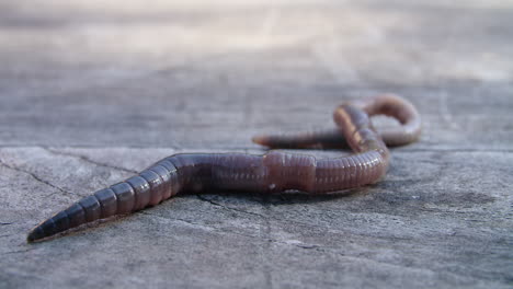 Closeup-of-an-earthworm-as-it-crawls-around-on-a-table