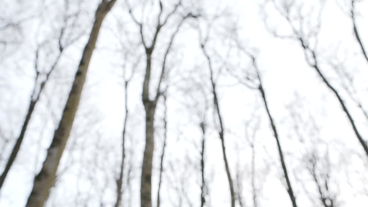 Suggestive shot of dry leaves falling from trees