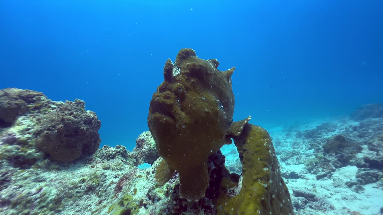 Giant frogfish or Giant Anglerfish (Antennarius commersoni) on a coral reef near Mnemba Island. Zanzibar, Tanzania.