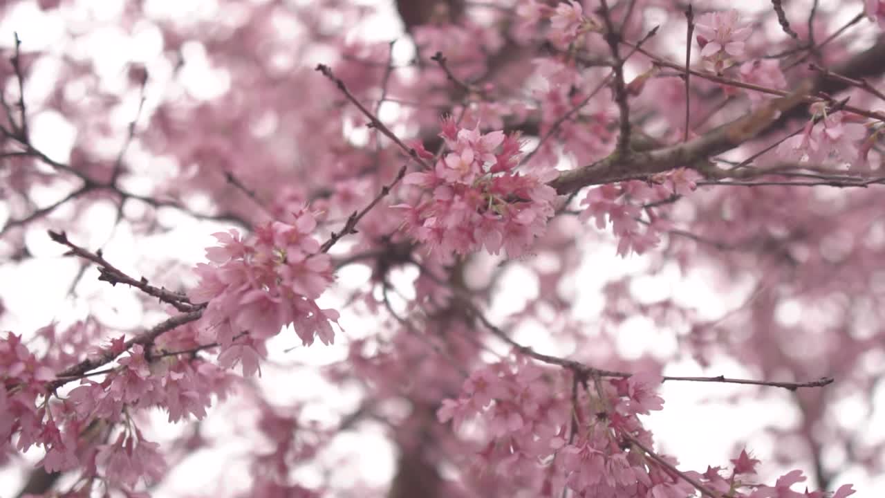 Beautiful cherry flowers on the branches of the tree. The camera is pulling back the position changing the focus on the flowers in slow motion
