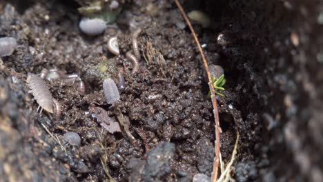 common woodlice  and worms inside old tree