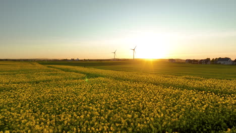 blooming rapeseed field, the beauty of the golden flowers