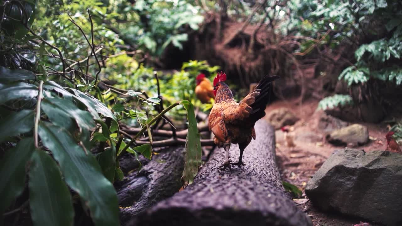 Wild chickens walking freely in nature of S&atilde;o Miguel, Coimbra, Portugal