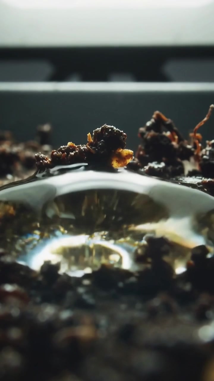 Vertical video: Growing bead causing clear dome collapsing to puddle in tray at window coating soil
